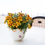 Eden شقة بافوس